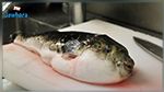 حالة تأهّب قصوى في مدينة يابانية بسبب سمك سام