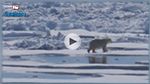 لحظات مؤلمة لدببة تكافح من أجل البقاء وسط ذوبان الجليد