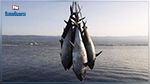 وزارة الفلاحة : إسناد رخص جديدة لصيد التن الأحمر 