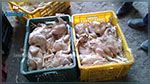 حجز وإتلاف 5 آلاف دجاجة مصابة بجرثومة 