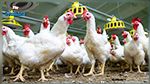 دجاج مصاب بجرثومة 'السلمونيلا' في نابل : وزارة الفلاحة توضّح