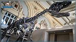 بيع هيكل ديناصور من سلالة جديدة مقابل أكثر من مليوني دولار