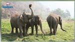 حادثة مأساوية.. 5 فيلة تدهس رجلا في تايلاندا