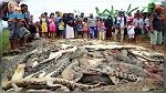 مجزرة : مزارعون في اندونيسيا يقتلون 292 تمساحا دفعة واحدة 
