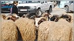 الخميس القادم : أول نقطة لبيع الخرفان بمقر شركة اللحوم