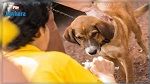 توصيات وزارة الصحة للوقاية من داء الكلب