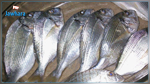 وزارة الفلاحة توضح بخصوص مكونات أعلاف تربية الأسماك