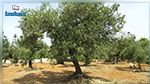 بنقردان : أضرار كبيرة بغابات الزيتون جراء تساقط البرد
