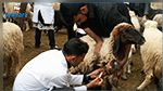 القيروان : نفوق عدد من الأغنام تعرضت لمرض اللسان الأزرق  