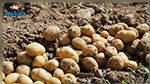جندوبة : 'كارثة' تدمّر محصول البطاطا