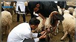 سيدي بوزيد : حملات تلقيح لقطيع الماشية
