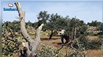 الوسلاتية : مجهولون يقطعون أكثر من 70 شجرة زيتون 