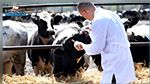 حملة واسعة لتلقيح الماشية بعد اكتشاف بؤر لمرض الحمى القلاعية 