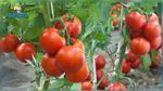 أسعار الطماطم ترتفع بنسبة 184 بالمائة