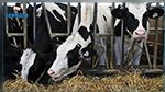 رغم التحذيرات والمخاطر : مربو الماشية في45 دولة مازالوا يستعملون المضادات الحيوية في التسمين