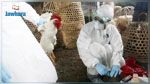 اكتشاف نوع جديد لمرض إنفلونزا الطيور في مصر