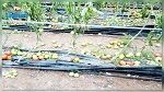 جندوبة : تضرر المحاصيل الزراعية مع تواصل نزول الأمطار