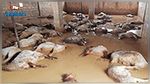 جرفتها الأمطار : نفوق 50 رأس غنم في سليانة