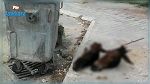 مواطنون في أكودة يعثرون على رأسي حمار وحصان.. والبلدية توضّح