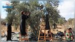 ولاية المنستير في حاجة الى 10 آلاف عامل لجني الزيتون‎