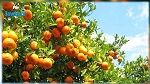 تراجع متوقّع في صابة القوارص هذا الموسم