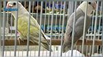 بنقردان : حجز طيور ببغاء مجهولة المصدر من طرف دورية ديوانية