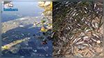كارثة بيئية في شواطئ صفاقس و البحّارة يطلقون نداء استغاثة (صور) 