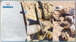 قبلي : العثور على 4000 خرطوشة كلاشنكوف 
