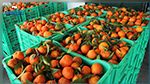 تراجع صابة القوارص بالوطن القبلي بحوالي  40%