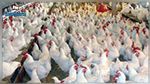 انخفاض معدل سعر إنتاج دجاج اللحم في جانفي 2020 