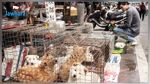 الصين تتجه لحظر استهلاك لحوم الحيوانات البرية 