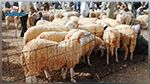 الإدارة العامة لشركة اللّحوم تغلق سوق الدواب بصفة ظرفية 
