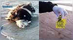 جثث عجول على شواطئ قلعة الأندلس : وزارة الفلاحة توضّح