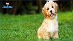 تلقى العدوى من صاحبه : أول كلب يصاب بكورونا في الولايات المتحدة