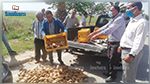 إلقاء كميات منها على الطريق في جندوبة : وقفة احتجاجية للمطالبة بتوفير مسالك ترويج البطاطا (صور)