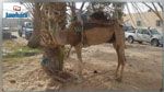 قبلي: جمل لتهريب هواتف جوّالة