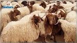 أضاحي العيد : كل التفاصيل عن الإنتاج والأسعار