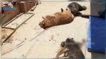 وزير الفلاحة يعلّق على حادثة قتل كلاب بطريقة وحشيّة في جربة