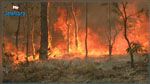الكاف: اندلاع حريق في منطقة غابية وصعوبة التضاريس تحول دون إخماده 