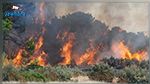 جندوبة : 7 بطاقات إيداع بالسجن بعد الحريق بالمركّب الفلاحي بدرونة 