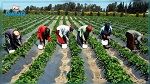 30 % من العاملات الفلاحيات يتقاضين أقل من 10 دينارات يوميا