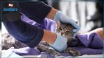 المناعة ضد كوفيد-19.. خبراء يكتشفون سرا لدى القطط