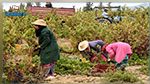 الصندوق الدولي للتنمية الزراعيّة يدعو إلى حماية النساء في الأرياف من انعكاسات كورونا