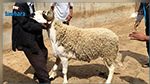 قفصة: تسجيل 61 اصابة بمرض اللسان الازرق في صفوف قطيع الاغنام والابقار
