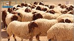 القصرين: تسجيل 632 إصابة بمرض اللسان الأزرق 