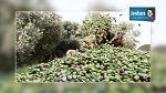 الأشعل : صابة زيت الزيتون تقدر بـ 280 ألف طن هذا العام مقابل 70 ألف في 2013