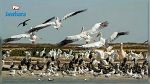 موريتانيا: تسجيل حالات نفوق للطيور بعد إصابتها بفيروس