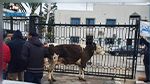فلاحون يربطون أبقارهم أمام مقر الولاية في المهدية : رئيس الإتحاد الجهوي للفلاحة يوضح