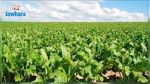 الجمعية التونسية لمزراعي اللفت السكري تطالب بإعتماد التعريفة الجديدة