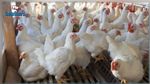 اتحاد الفلاحين يدعو إلى التخفيض في إنتاج الدواجن بنسبة 50 بالمائة والتوجه نحو بيع الدجاج الحيّ